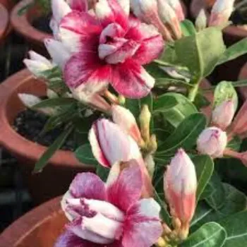 Good Adenium Plant 1a-adenium plant-5073480-23106.webp